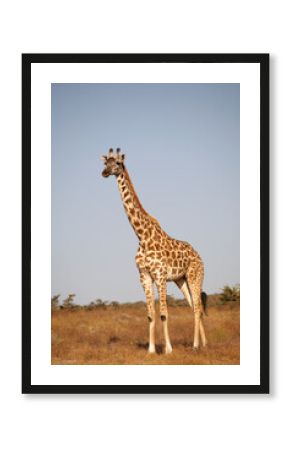 Lone Giraffe, Serengeti National Park, Tanzania