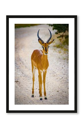impala in the wild