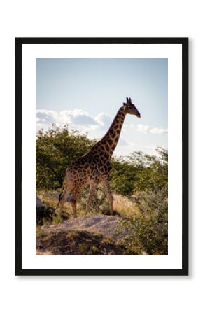 giraffe in the wild