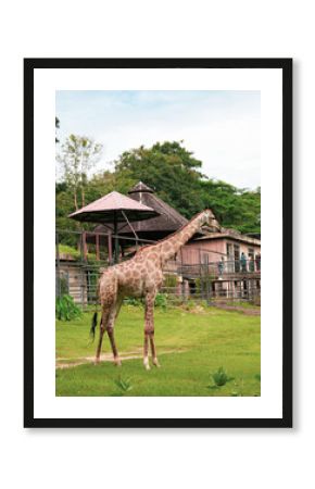 The giraffe in Khao Kheow Open Zoo, Chonburi Province, Thailand. 