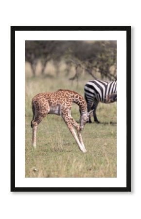 Baby Giraffe with Head by Knees
