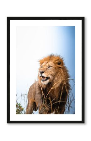Majestic male lion looks alert and focused, standing tall amidst golden grass under a bright sky.