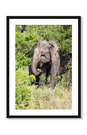 elephant in the wild, elephant looking for food, elephant sri lanka