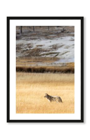 Le parc de Yellowstone et sa faune