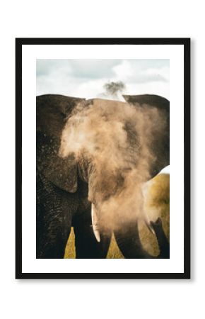 Elefante echándose polvo encima