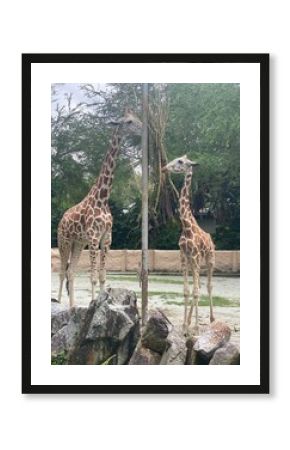 giraffe in the zoo