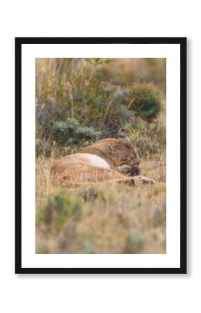 Pumas in Torres del Paine National Park, Patagonia