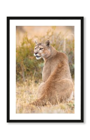 Pumas in Torres del Paine National Park, Patagonia