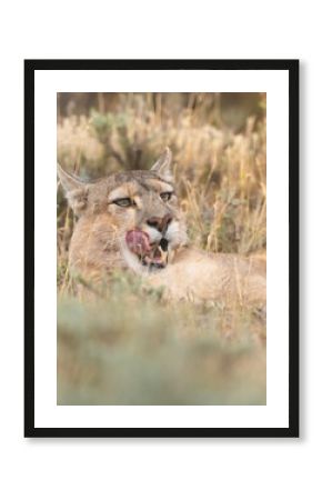 Pumas in Torres del Paine National Park, Patagonia
