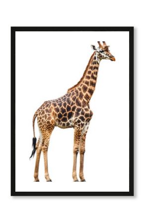 Giraffe, full length, white backgroun