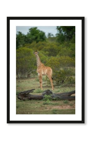 A juvenile giraffe standing in the african bush