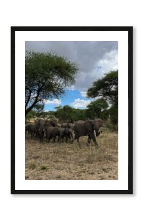 African elephants in their natural habitat during a safari in a national park in Tanzania 