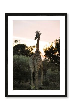 giraffe in the wild