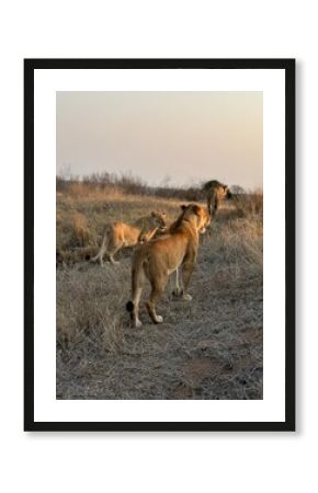 Safari in South Africa