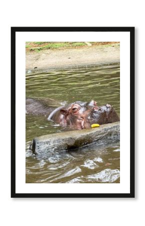 Hippopotamus rests peacefully, its large head on a watery ledge. A calm, close-up view of the iconic semi-aquatic animal in a moment of quiet repose