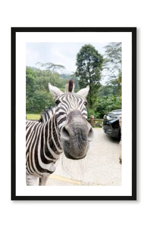 Curious zebra offers a close-up, friendly gaze directly at the camera in a safari park setting, with distinctive stripes on full display