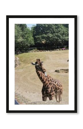 A giraffe in the zoo with its long tongue out eating grass
