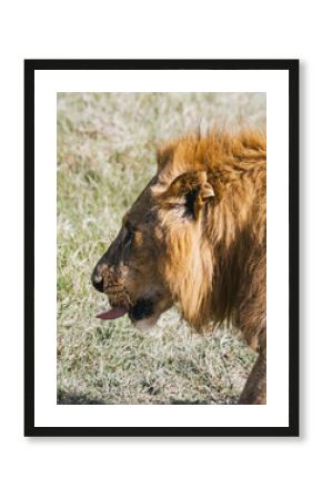 Majestic Lion Roaming the Kenyan Plains