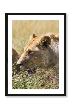 Close-up of a Lioness in the Kenyan Wilderness