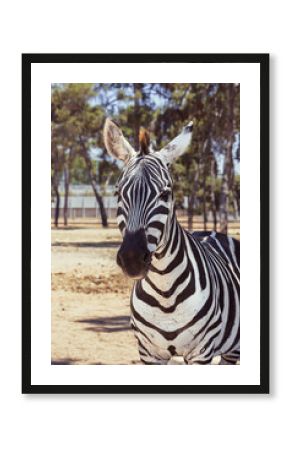 Safari Ramat-Gan, Israel, 3 July 2025 - Close-up of a Zebra in a Natural Environment