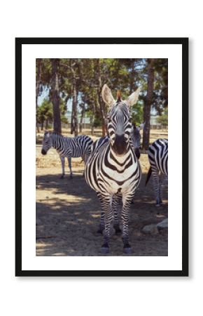 Safari Ramat-Gan, Israel, 3 July 2025 - Close-up of a Zebra in a Natural Environment