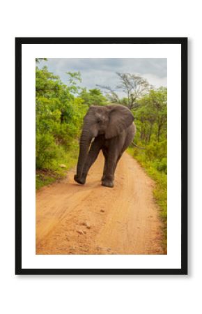 elephant in the wild