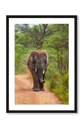 elephant in the zoo