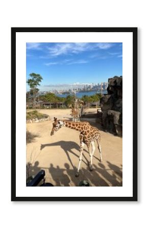 GiraffeTaronga Zoo in Sydney, Australia 2025
