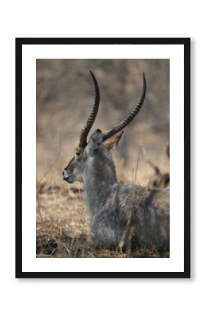 Water Buck