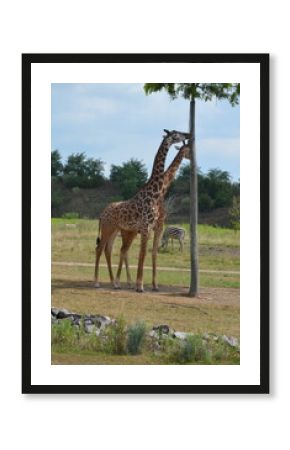 giraffe in the zoo