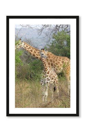 Giraffe in der Savanne