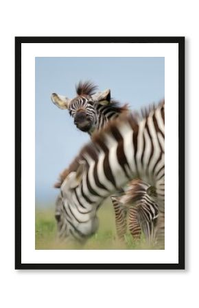 zebra eating grass