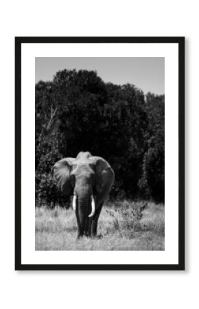 Black and white elephant grazing, Maasai Mara, Kenya