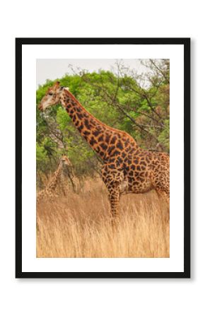 A giraffe standing tall in the african bush