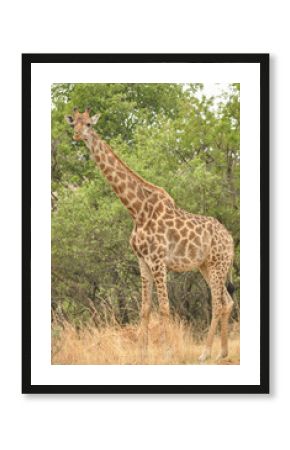 A giraffe standing tall in the african bush