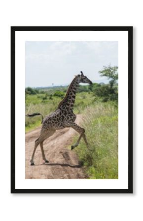 giraffe in the savannah