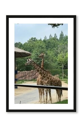 giraffe in the zoo