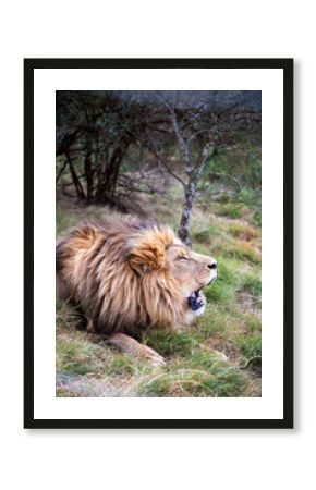 Powerful roar of African lion in tall grass, Eastern Cape safari