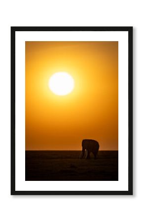 Tusker Elephant in Amboseli National Park, Africa