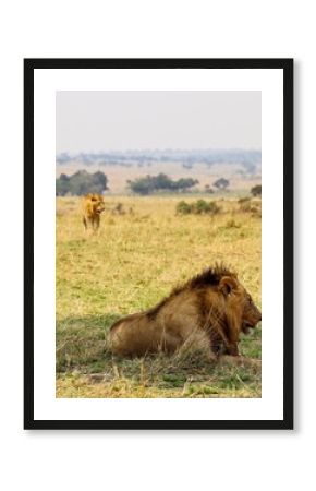 Lions resting and walking in african savanna