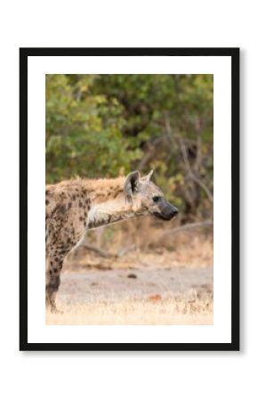 Spotted hyena in profile view