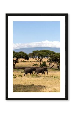 African Elephants Walking Savanna Landscape