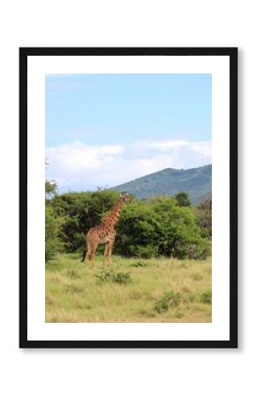 Giraffe in African Savanna