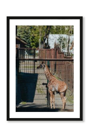 giraffe in the zoo
