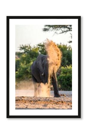Elephant bathing in dust
