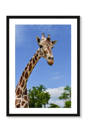 head giraffe in the wild