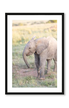 Elephant Calf Smile