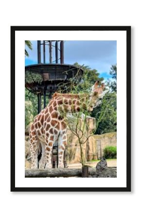 close up of giraffe in the zoo