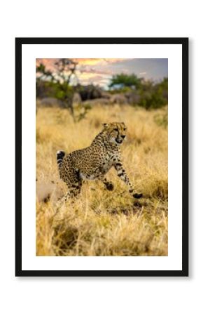Cheetah in golden savanna at sunset