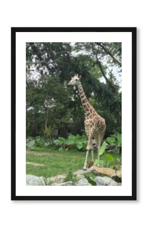 giraffe in the zoo, Zoo Negara, Kuala Lumpur, Malaysia